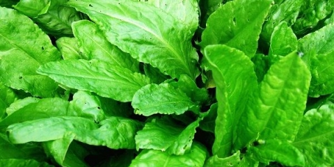 Kislica obična, krvavo crvena, krupnolistna